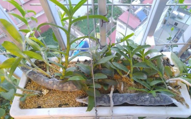 Kinh nghiệm chăm sóc vườn lan trên sân thượng