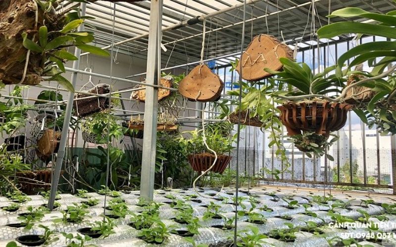 Vườn lan dạng giàn treo