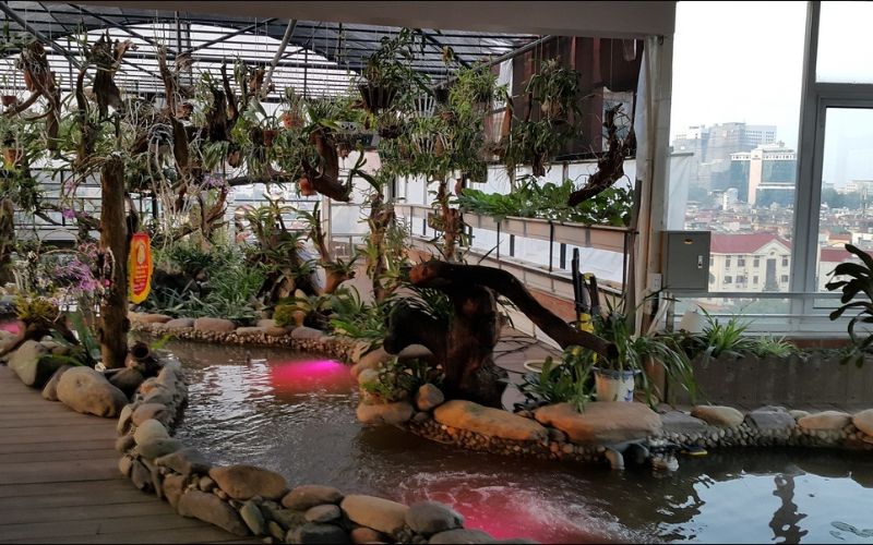 Vườn lan kết hợp tiểu cảnh